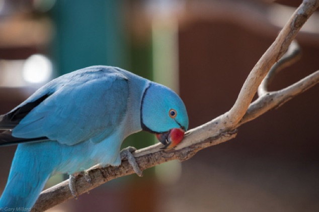 Blue Ringneck Parrot
Sarasota Jungle Gardens
Sarasota FL